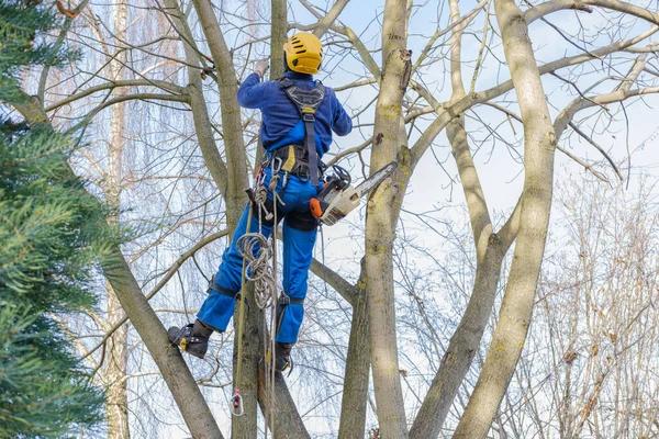 Tree Service Near Me Local Arborists Ready to Help