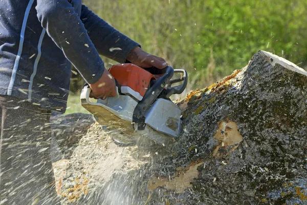 Affordable tree service auburn with Fast Emergency Support