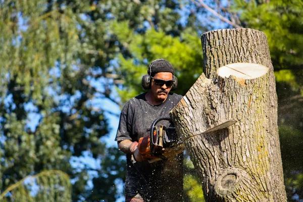 Best Tree Removal Service in Jackson MI for Safe and Fast Solutions
