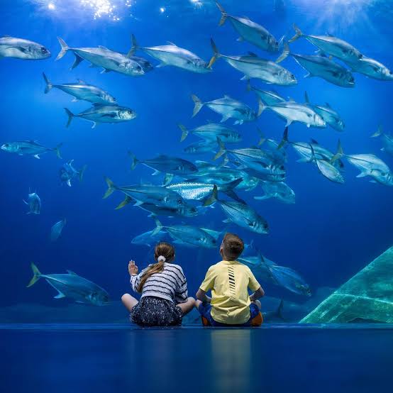 aquarium